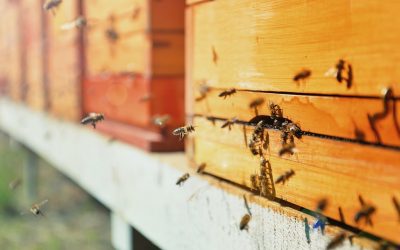 Protecting our bees